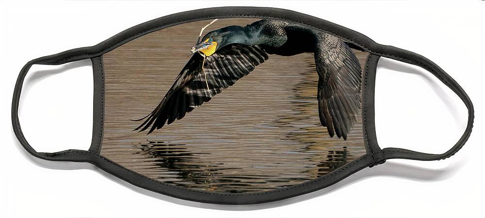 Cormorants Face Mask featuring the photograph A stick for the nest, Honey by Judi Dressler