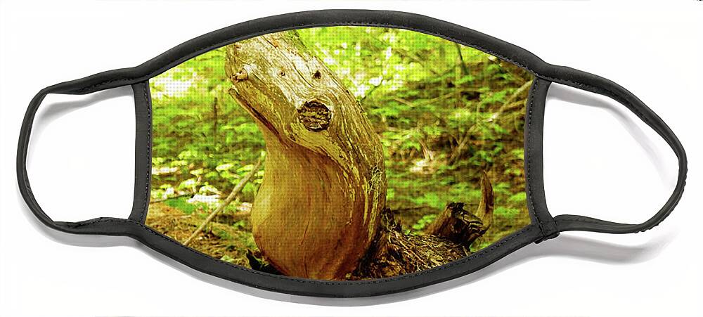 Adventures Face Mask featuring the photograph A Tree Seal by Tim Dussault