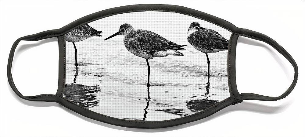 Willets Face Mask featuring the photograph A Trio - BW by Christopher Holmes