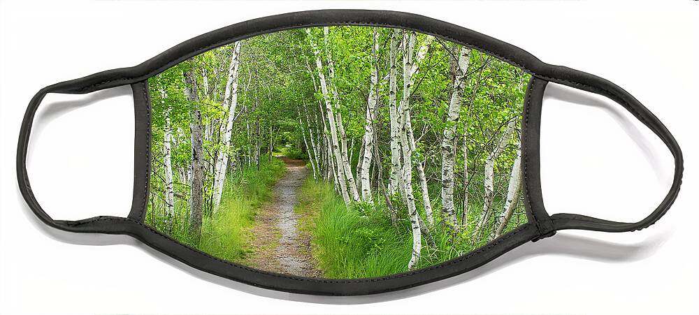 Acadia National Park Face Mask featuring the photograph A Walk in the Woods by Holly Ross