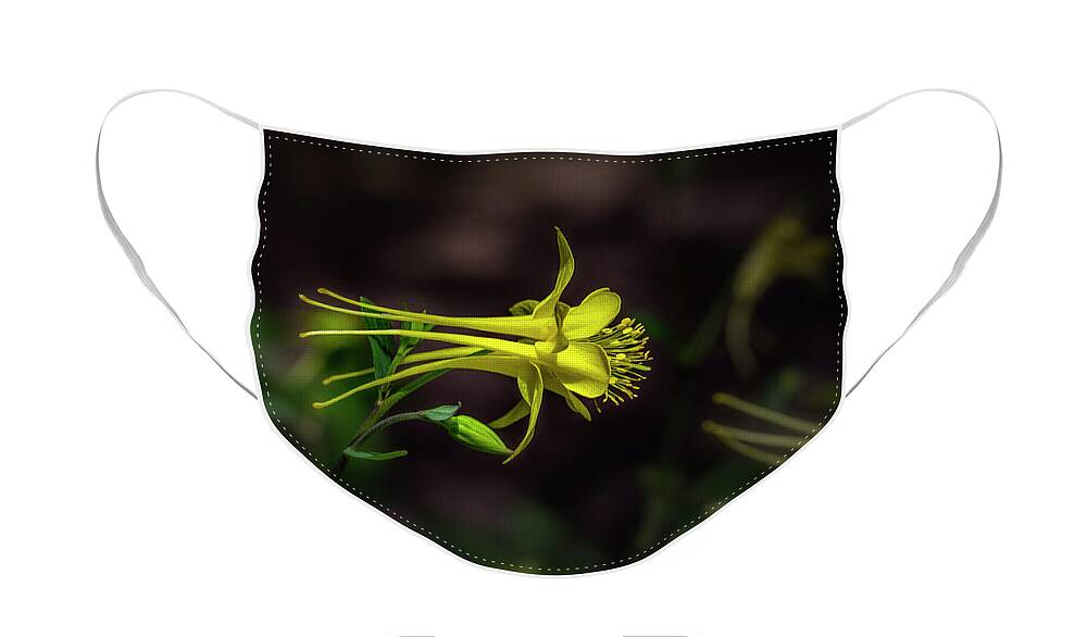 Flower Face Mask featuring the photograph A Yellow Columbine by Michael McKenney