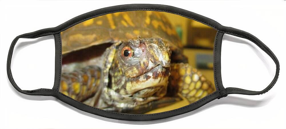 Eastern Box Turtle Face Mask featuring the painting ABL - Eastern Box Turtle by Jan Dappen