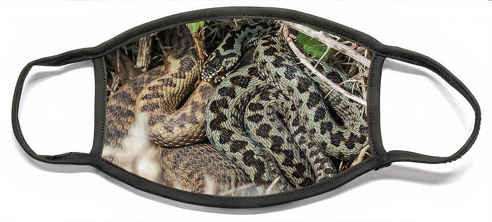 Reptiles Face Mask featuring the photograph Adder Pair by Wendy Cooper