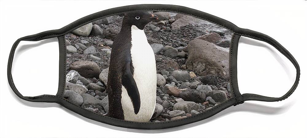 Adelie Face Mask featuring the photograph Adelie penguin on rocky shore by Karen Foley