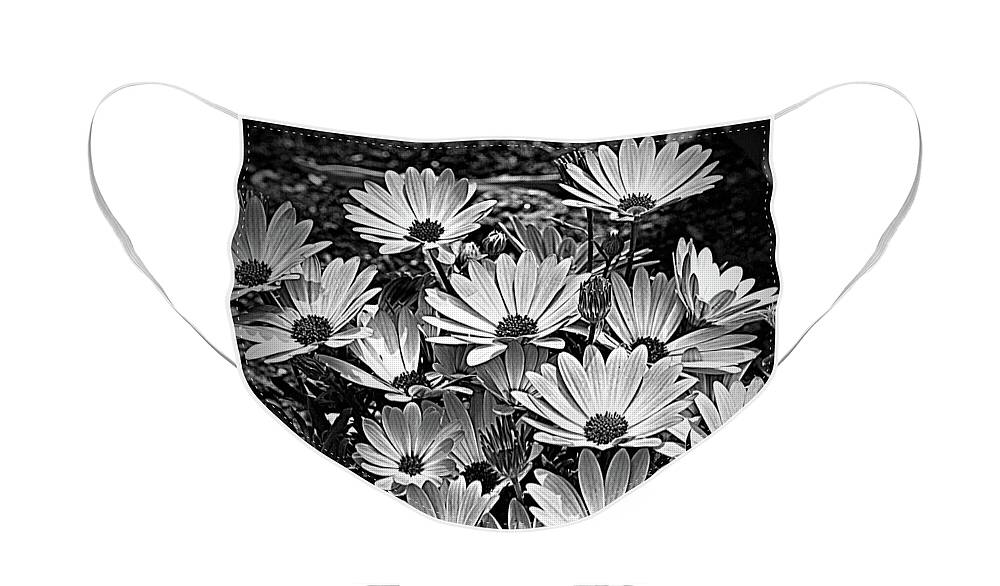 African Daisies Face Mask featuring the photograph African Daisies In Black And White by Smilin Eyes Treasures