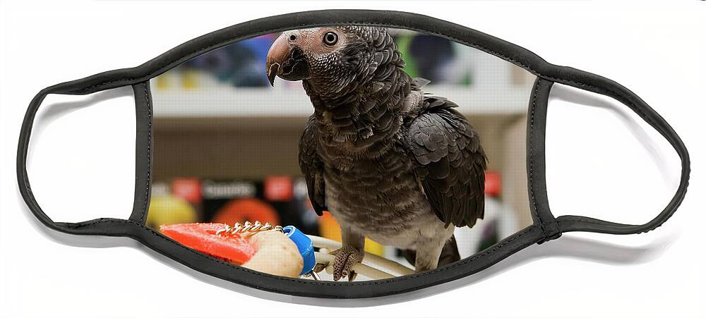 African Grey Face Mask featuring the photograph African Grey in a Pet Store by Jill Lang
