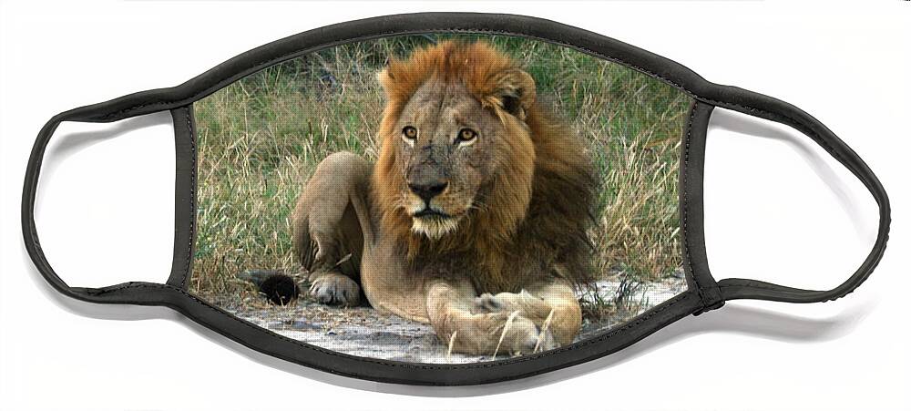 Karen Zuk Rosenblatt Art And Photography Face Mask featuring the photograph African Lion by Karen Zuk Rosenblatt