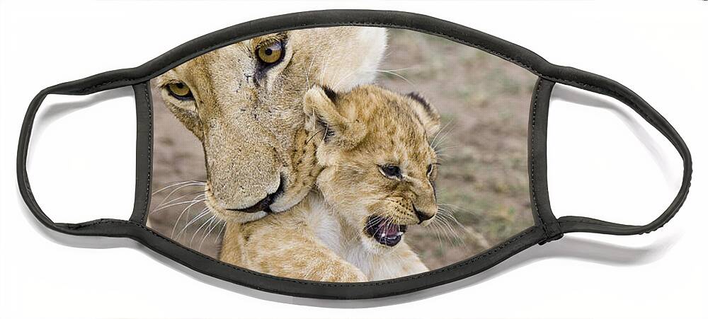 00761319 Face Mask featuring the photograph African Lion Mother Picking Up Cub by Suzi Eszterhas