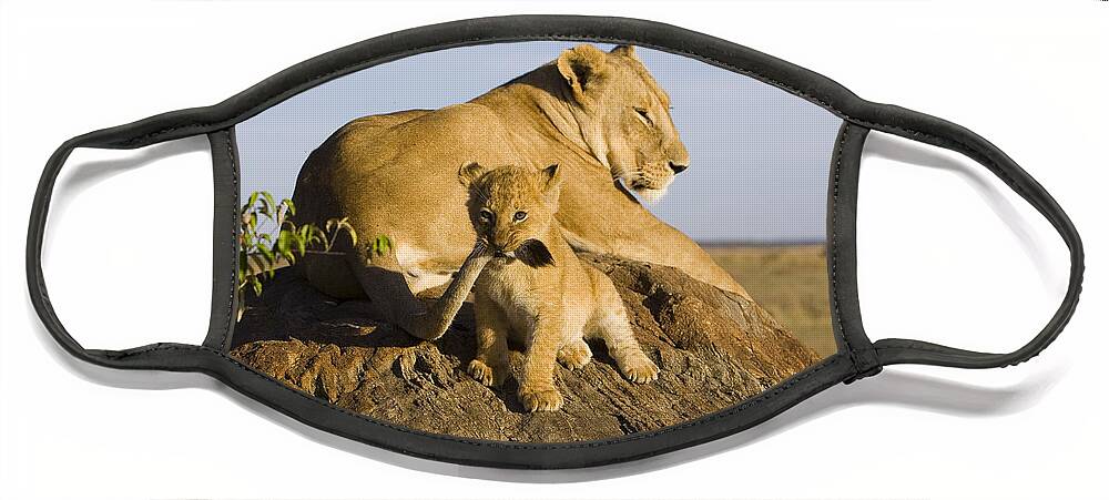 Mp Face Mask featuring the photograph African Lion With Mother's Tail by Suzi Eszterhas