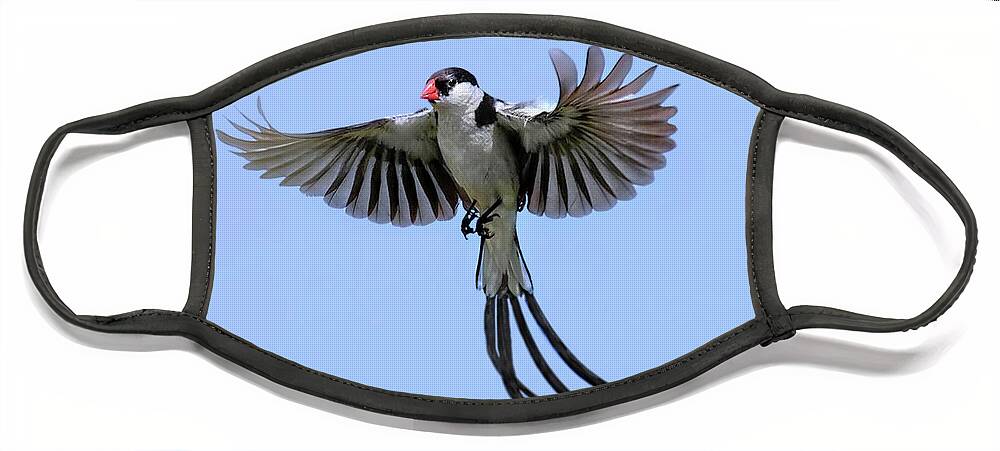 African Pintail Whydah Face Mask featuring the photograph African Pintail Whydah by Jennie Breeze