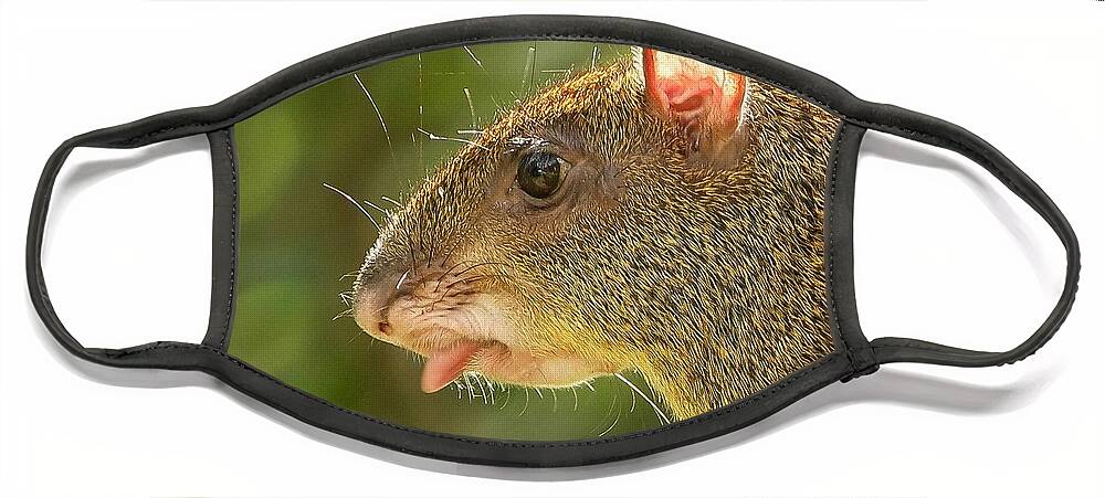 Agouti Face Mask featuring the photograph Agouti 02 by Will Wagner