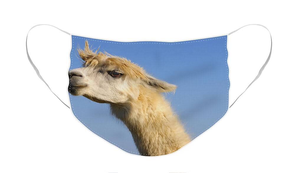 Skip Hunt Face Mask featuring the photograph Alpaca by Skip Hunt