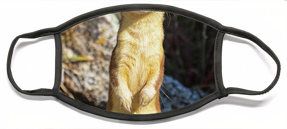 Long-tailed Weasel Face Mask featuring the photograph Alpine Tundra Weasel #3 by Mindy Musick King