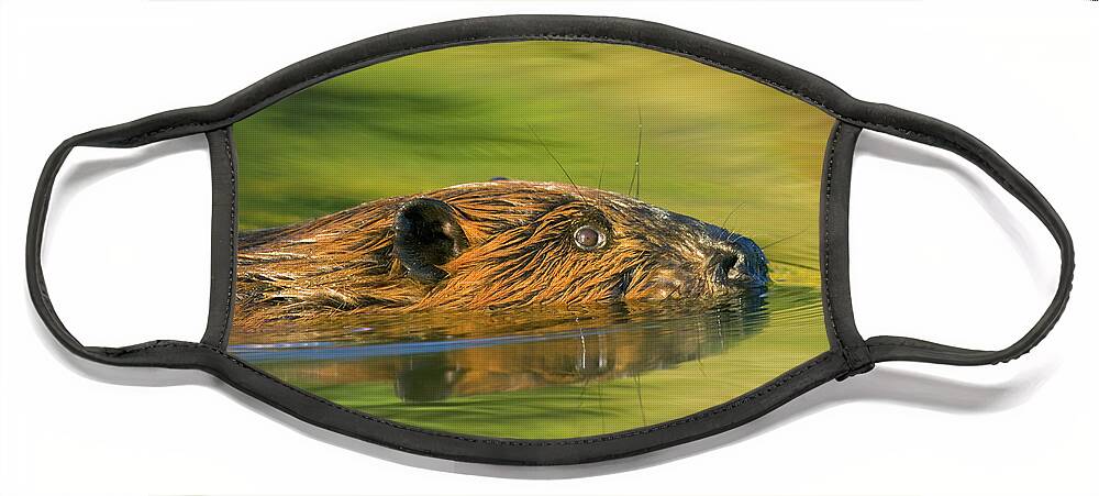 00345388 Face Mask featuring the photograph American Beaver Swimming by Yva Momatiuk John Eastcott