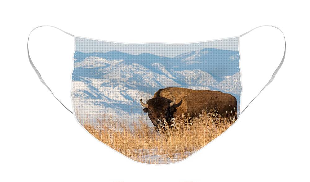 Nature Face Mask featuring the photograph American Bison in Front of the Rocky Mountains by Tony Hake