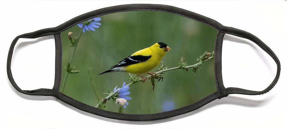 American Goldfinch Face Mask featuring the photograph American Goldfinch   by Holden The Moment