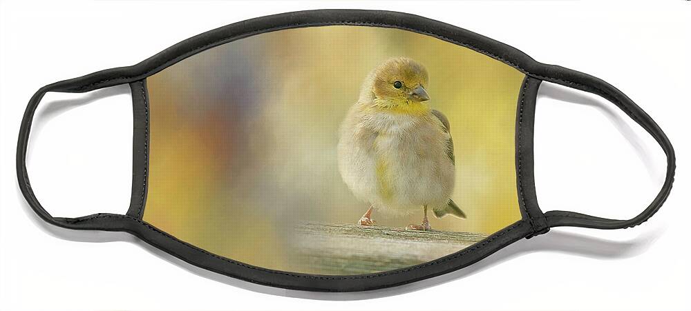 American Goldfinch Face Mask featuring the photograph American Goldfinch by Cindi Ressler