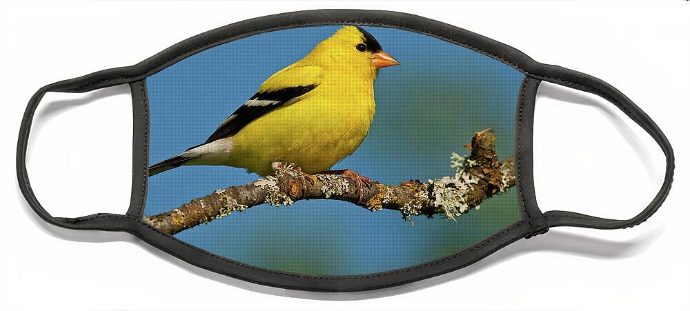 American Goldfinch Face Mask featuring the photograph American Goldfinch Perched in a Tree by Jeff Goulden