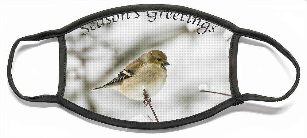 American Goldfinch Face Mask featuring the photograph American Goldfinch - Season's Greetings by Holden The Moment