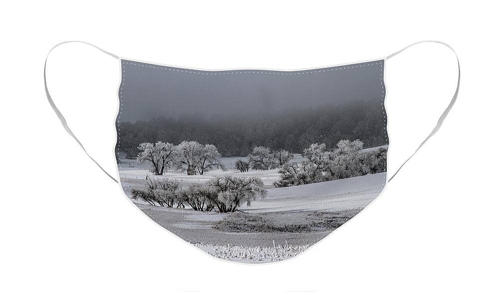 Winter Face Mask featuring the photograph An Affair of Cottonwoods by Alana Thrower