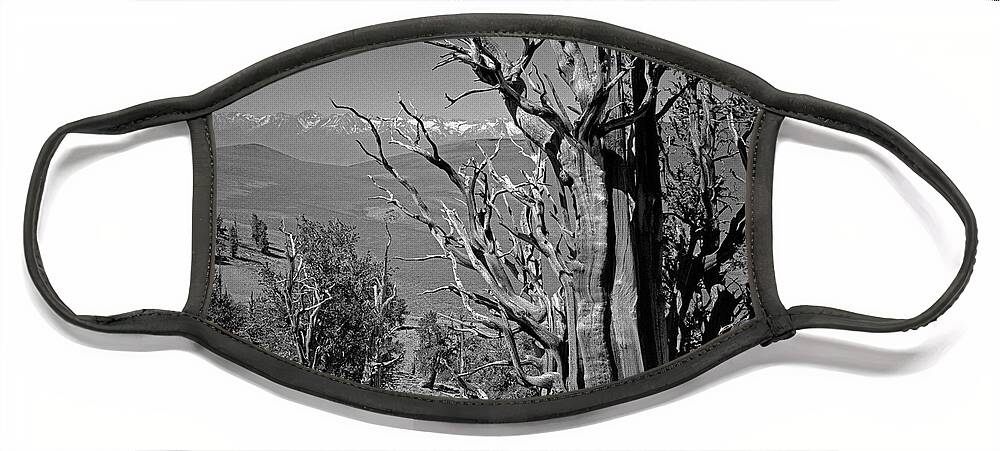 Bristlecone Pine Face Mask featuring the photograph Ancient Bristlecone Pine Tree, Composition 4, Inyo National Forest, White Mountains, California by Kathy Anselmo