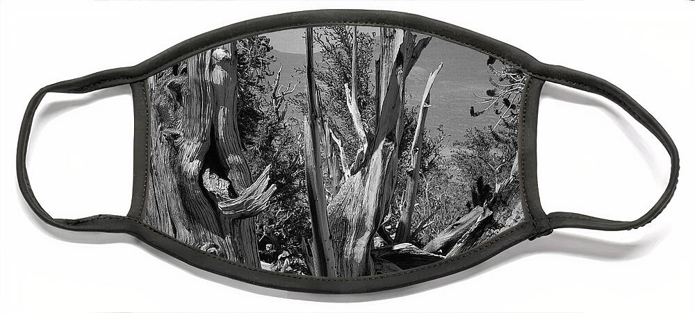 Bristlecone Pine Face Mask featuring the photograph Ancient Bristlecone Pine Tree, Composition 8, Inyo National Forest, White Mountains, California by Kathy Anselmo