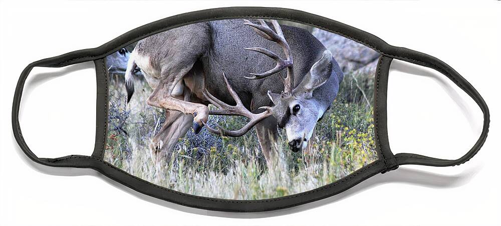 Mule Deer Face Mask featuring the photograph Antler Scratch by Shane Bechler