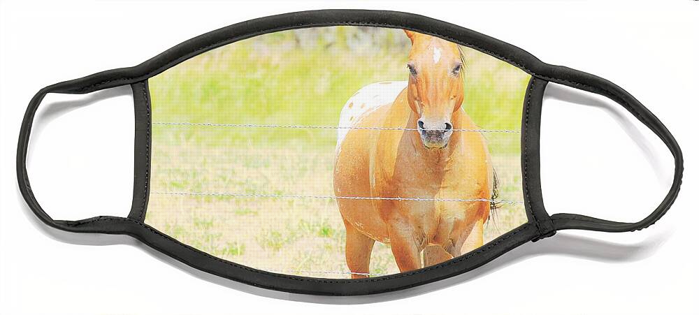 Horse Face Mask featuring the photograph Appaloosa by Merle Grenz