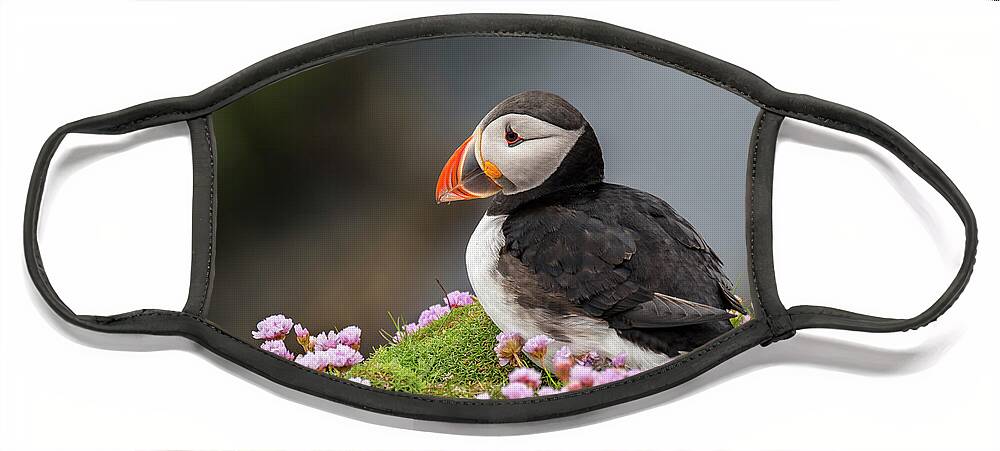 Atlantic Puffin Face Mask featuring the photograph Atlantic puffin by Arterra Picture Library