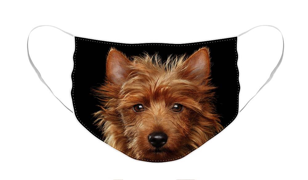 Emotional Face Mask featuring the photograph Australian Terrier by Sergey Taran