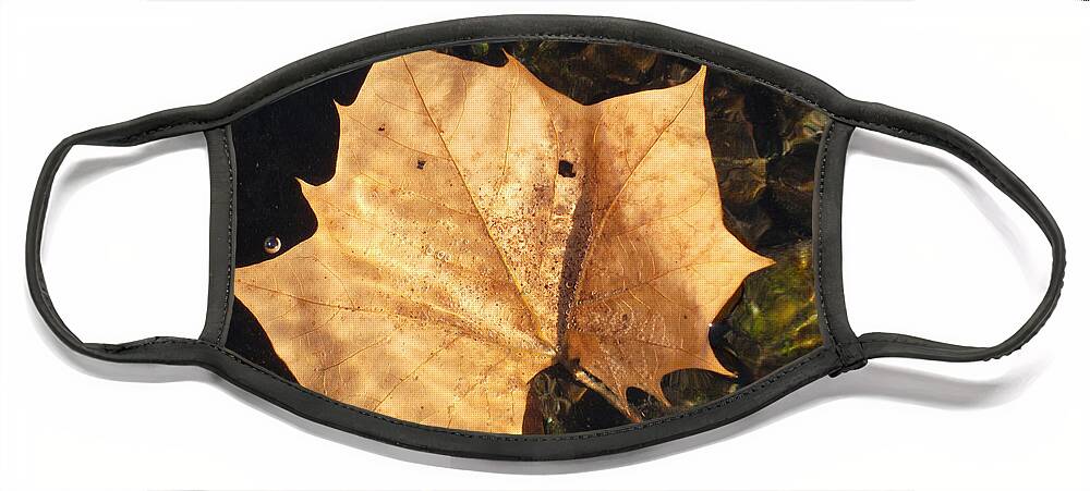 Leaf Face Mask featuring the photograph Autumn Drops in by Susan Esbensen