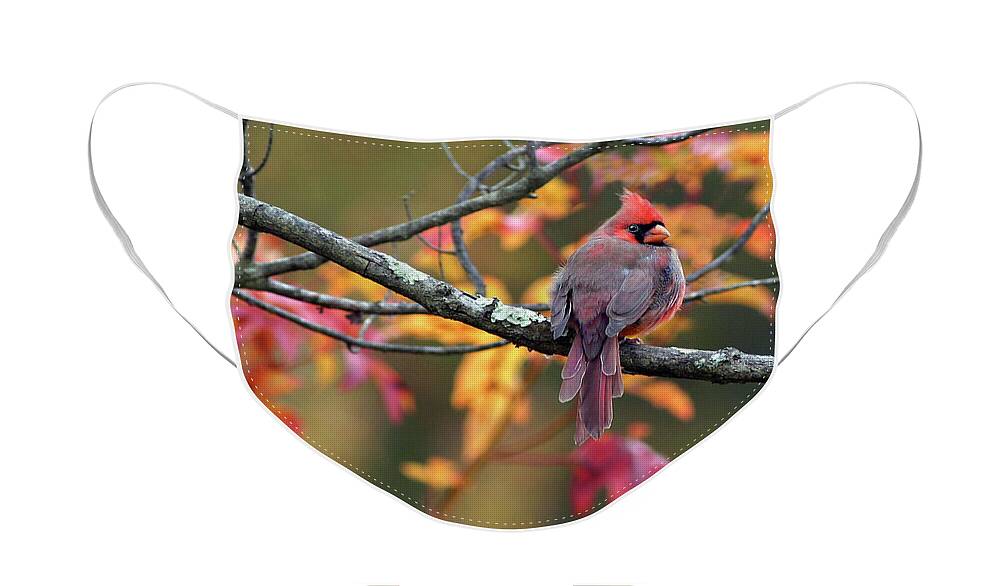 Male Cardinal Face Mask featuring the photograph Autumn Hues by Art Cole