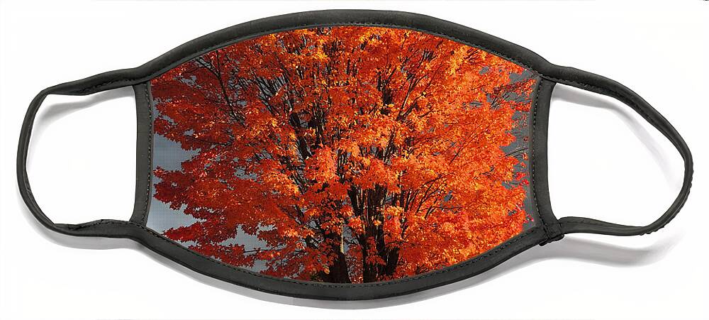Maple Face Mask featuring the photograph Autumn Orange Explosion at Bickford Farm in Orford New Hampshire by Nancy Griswold