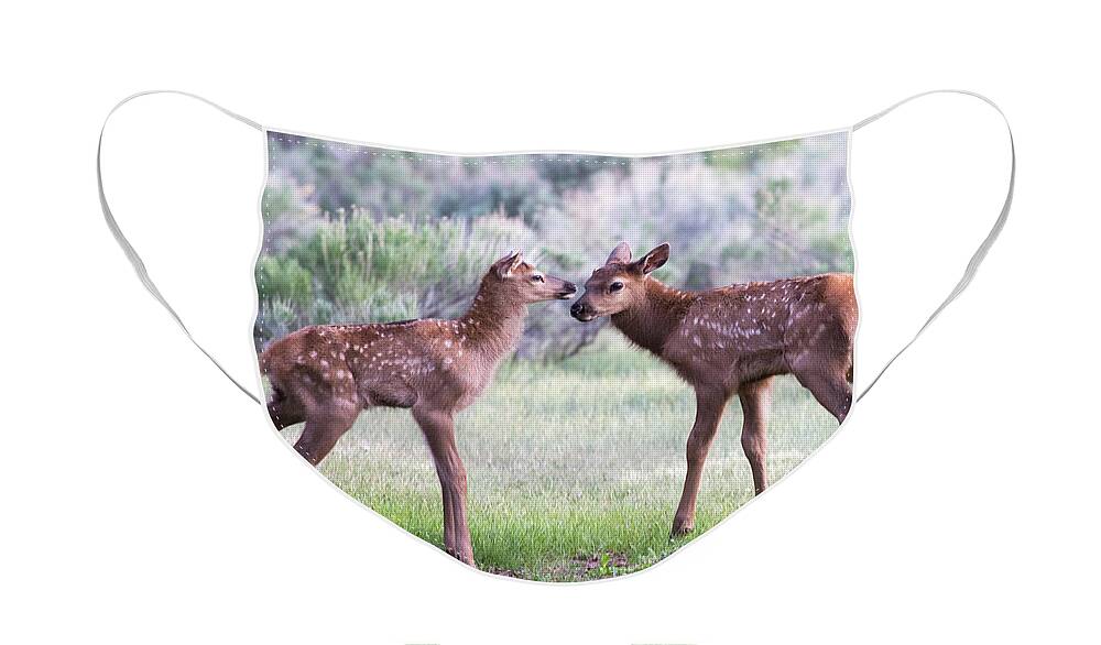 Elk Face Mask featuring the photograph Baby Elk by Wesley Aston