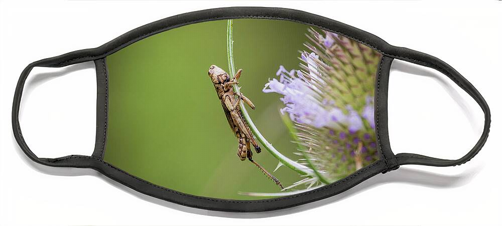 Wildlife Face Mask featuring the photograph Baby Grasshopper by John Benedict