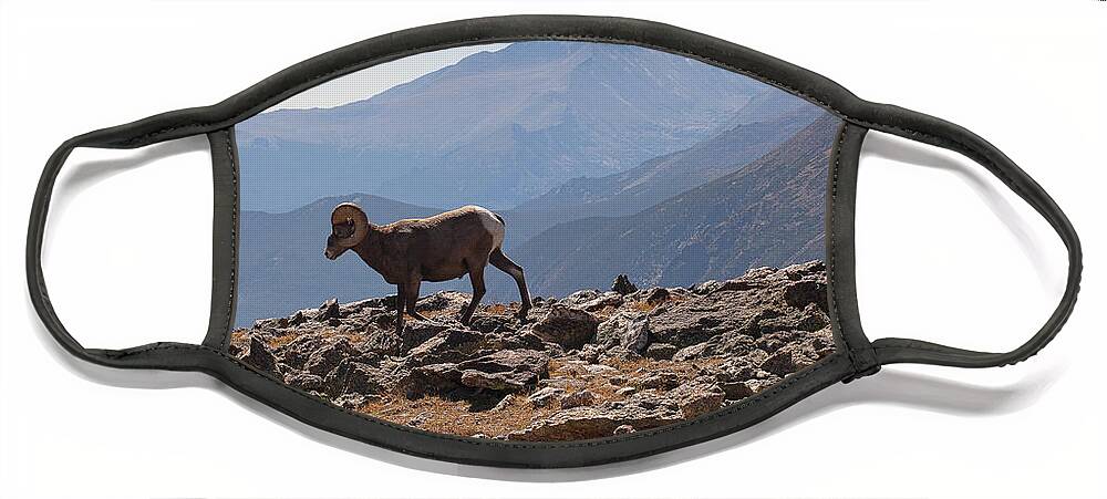 Bighorn Sheep Face Mask featuring the photograph Back Country Traveler by Jim Garrison