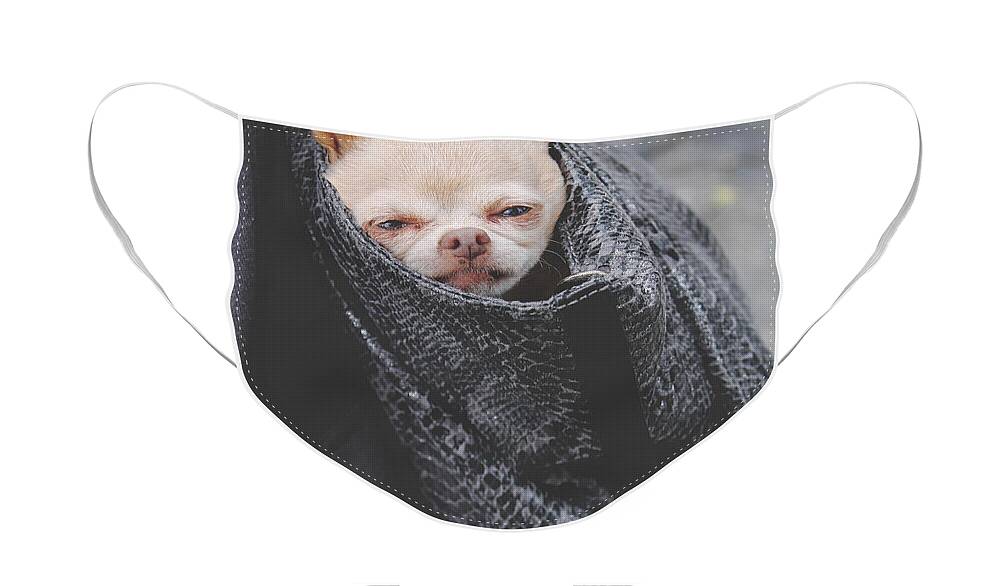 Dogs Face Mask featuring the photograph Bagged by Laurie Search