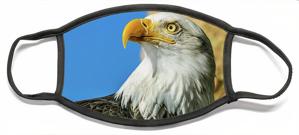 Bald Eagle Face Mask featuring the photograph Bald Eagle Profile 4 by Dawn Key