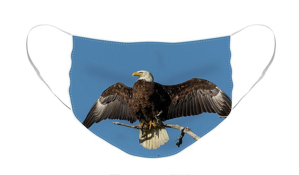 Bald Eagle Face Mask featuring the photograph Bald Eagle Shows Off by Tony Hake