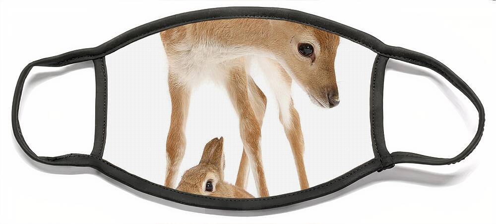 Fallow Deer Face Mask featuring the photograph Bambi and Thumper by Warren Photographic