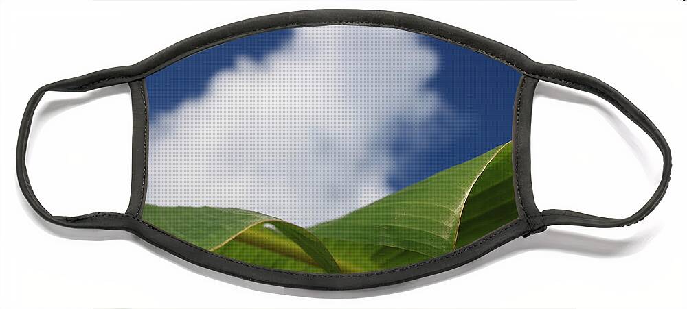 Clouds Face Mask featuring the photograph Banana Palm Clouds by Patrick Dablow