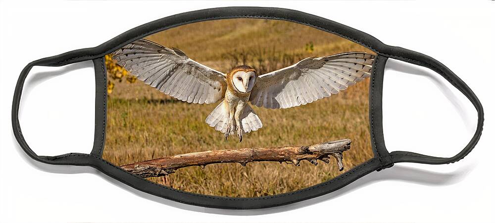 Barn Owl Face Mask featuring the photograph Barn Owl Landing by Dawn Key