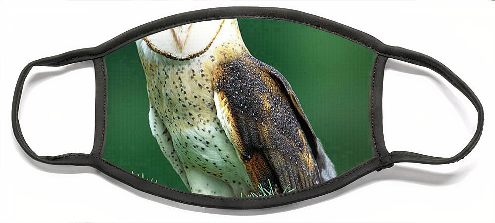 Mp Face Mask featuring the photograph Barn Owl Tyto Alba Portrait, Hudson by Tom Vezo