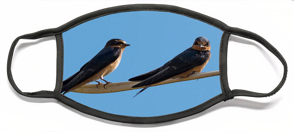 Barn Swallows Face Mask featuring the photograph Barn Swallows by Holden The Moment
