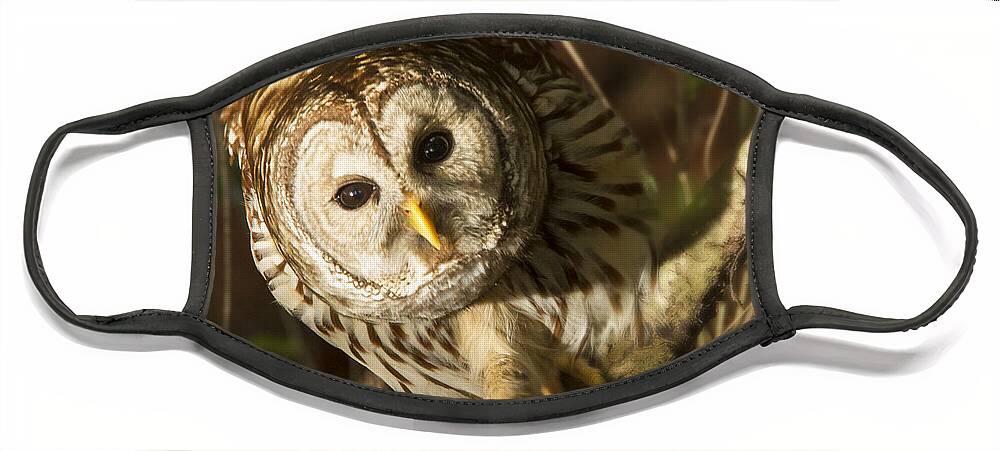 Cute Barred Owl Face Mask featuring the photograph Barred Owl Peering by Jean Noren
