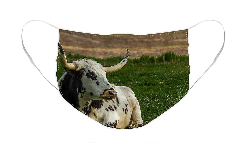 Bovine Face Mask featuring the photograph Basking in the Sun by Ron Pate