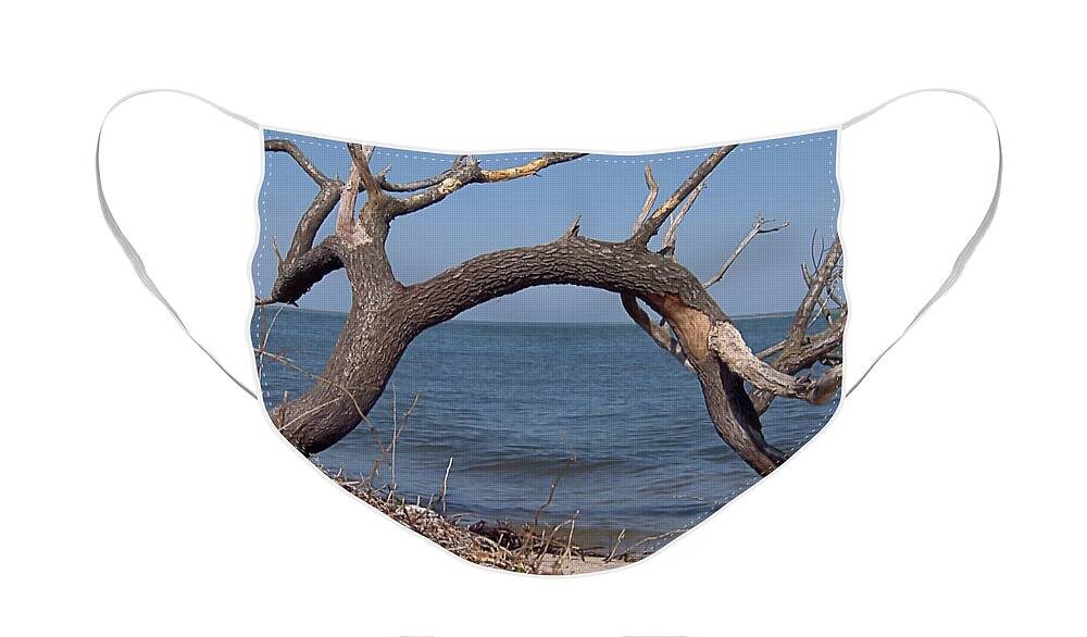 Seas Face Mask featuring the photograph Bay Tree West by Newwwman