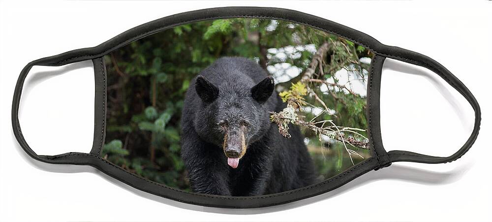 Black Bear Face Mask featuring the photograph Bear Tongue by David Kirby