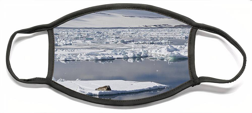 Mp Face Mask featuring the photograph Bearded Seal Erignathus Barbatus On Ice by Konrad Wothe