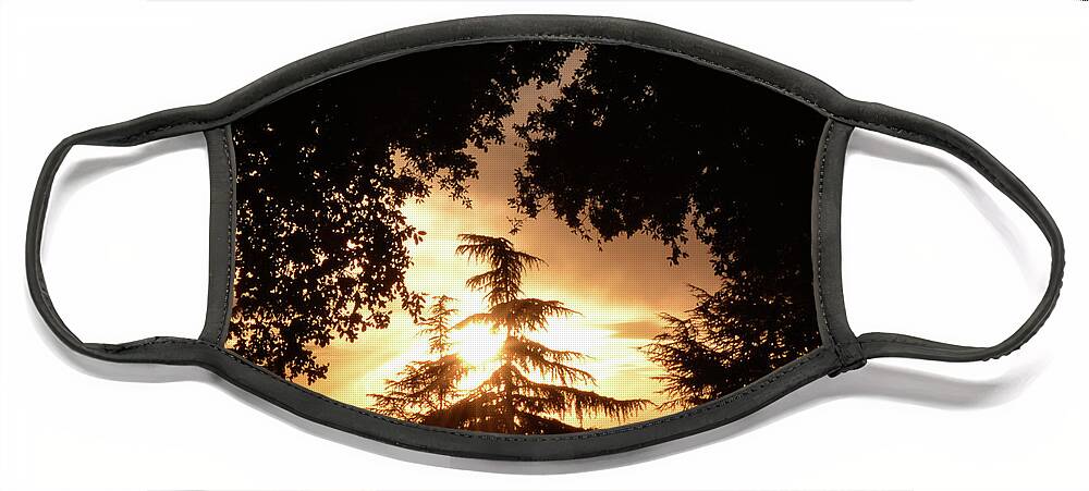 Evergreen Tree Silhouette Face Mask featuring the photograph Beaumont Sunset by Leah McPhail
